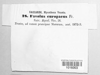Favolus europaeus image